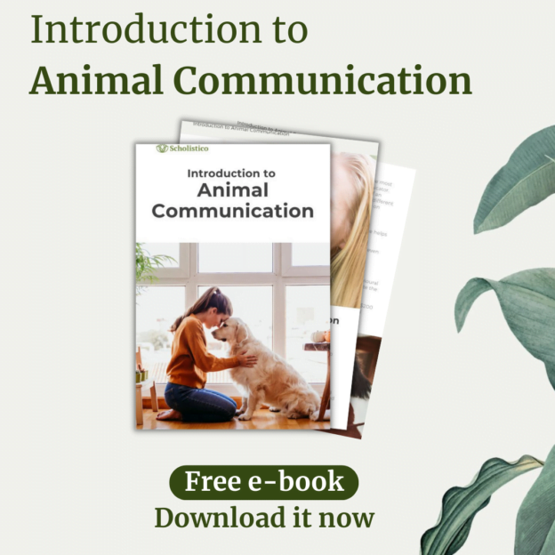 animal communication research paper