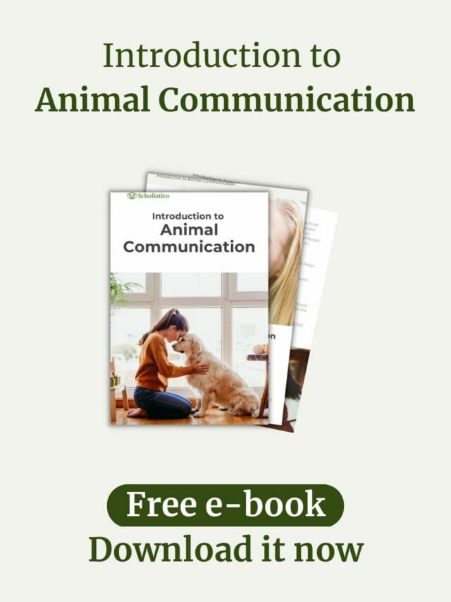 Introduction to animal communication