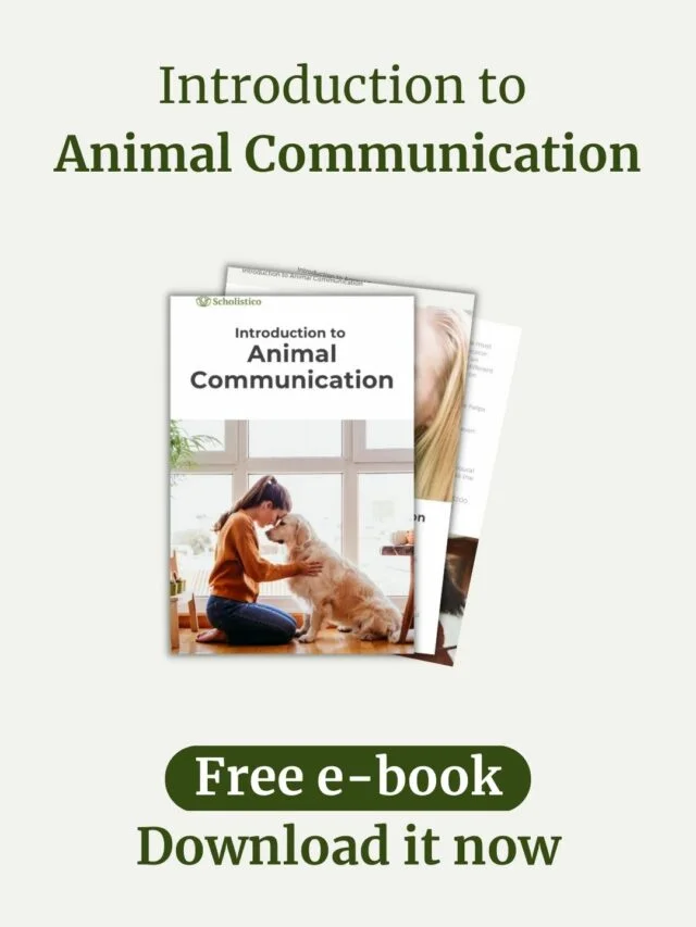 Video Animal Communication (Instagram Reel)