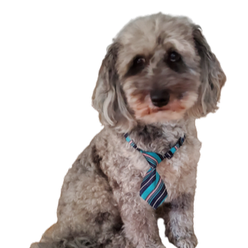 Profile photo of Terrie Lorge