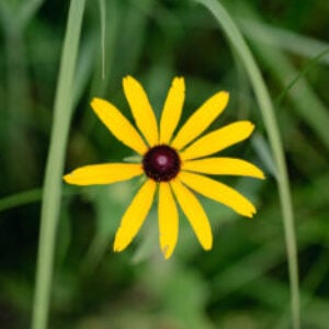 Profile photo of Donyelle