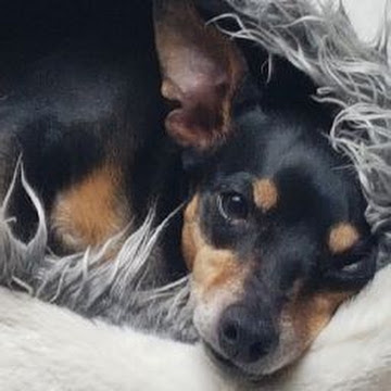 Profile photo of Jennyvie BREMEN