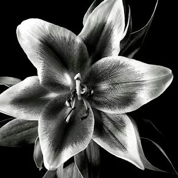 Profile photo of Krisna