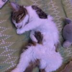 Profile photo of mikee