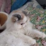 Profile photo of Laura