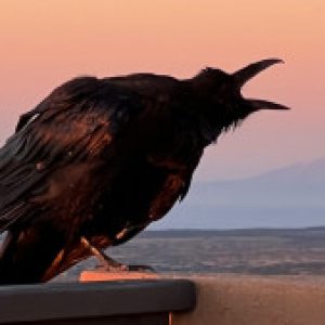 Profile photo of Nancy