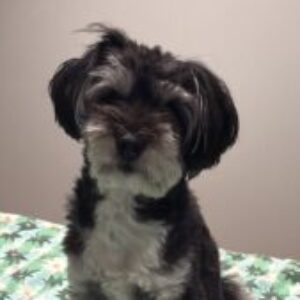Profile photo of Tracey Maree