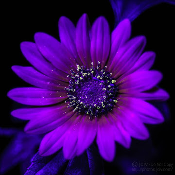 Profile photo of Danielle