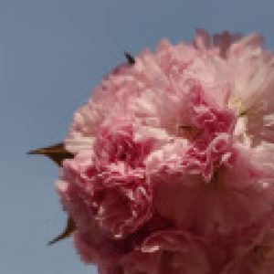 Profile photo of Julie