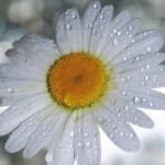 Profile photo of Dina Olsen