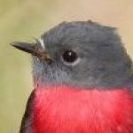 Profile photo of Mandi