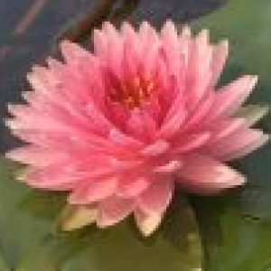 Profile photo of Alice