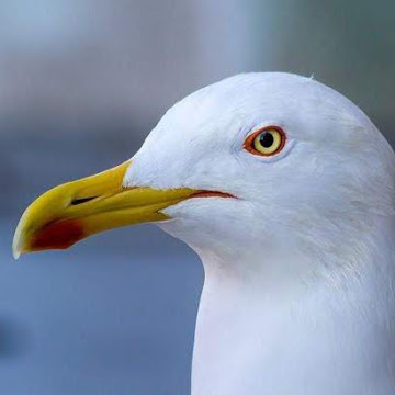 Profile photo of Janet