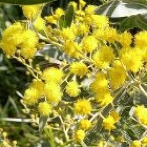 Profile photo of Sarah