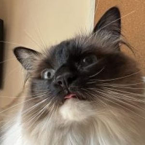 Profile photo of Rebekkah Young