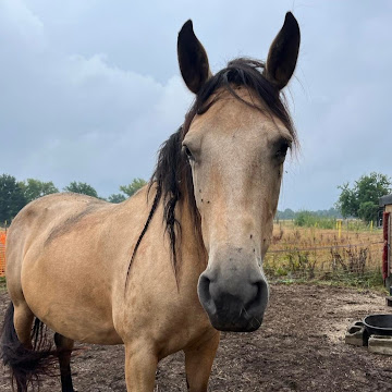 Profile photo of Tanja Van den Eynde