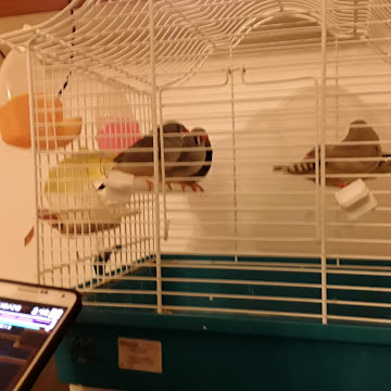 Profile photo of hosein badran