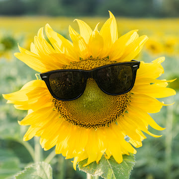 Profile photo of Cheryl Hines