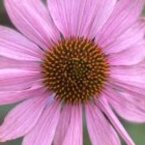 Profile photo of Marlous Weber