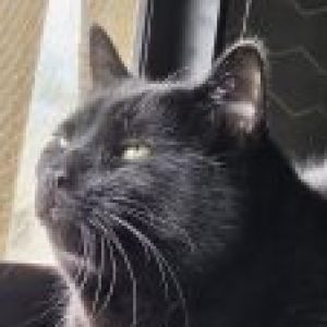 Profile photo of Shanti