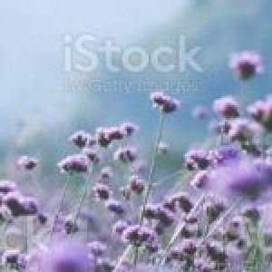 Profile photo of Teresa