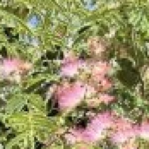 Profile photo of Jessica Williams