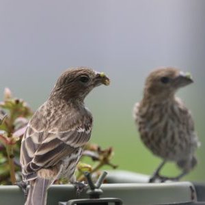 Profile photo of Lycia