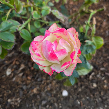 Profile photo of Kryssie