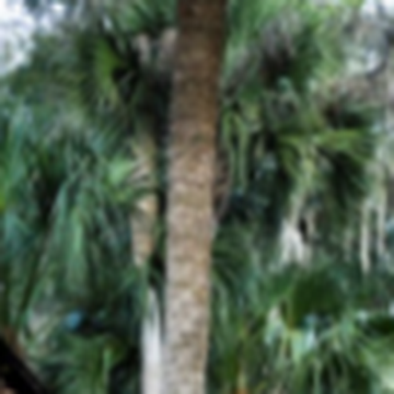 Profile photo of Tia Sederquist