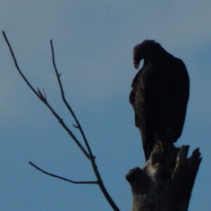 Profile photo of Lindsey Willard