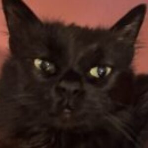 Profile photo of Lisa