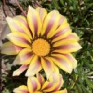 Profile photo of Natalie