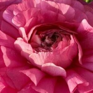 Profile photo of Kati Kendrick