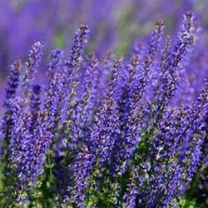 Profile photo of Toni