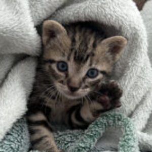 Profile photo of Tyra