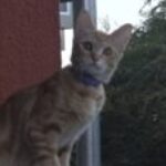 Profile photo of Cristina