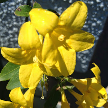 Profile photo of Felicia Carbone