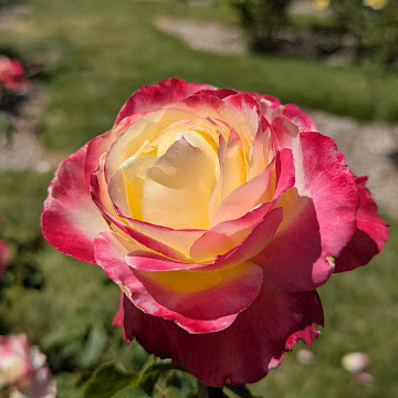 Profile photo of Angelica Johnson